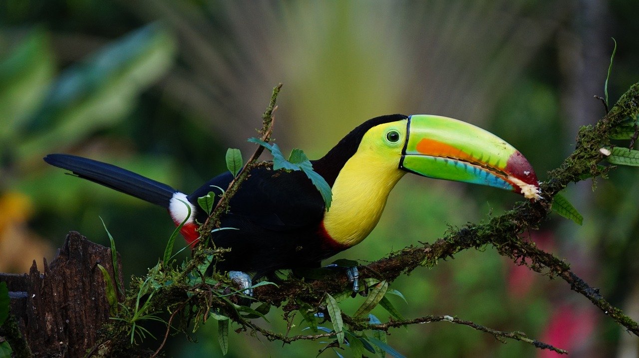 toucan in the rainforest